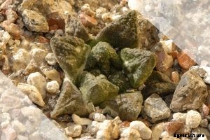 Ariocarpus Fissuratus: How To Grow the Strange Living Rock Cactus