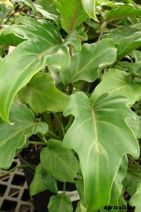 Philodendron Camposportoanum: A Beginner-Friendly Care Guide