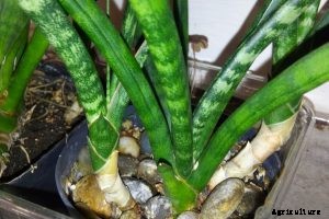 Sansevieria Stuckyi: How To Grow the Elephant Tusks Plant