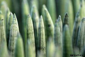 Sansevieria Stuckyi: How To Grow the Elephant Tusks Plant