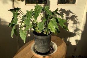 Philodendron Camposportoanum: A Beginner-Friendly Care Guide