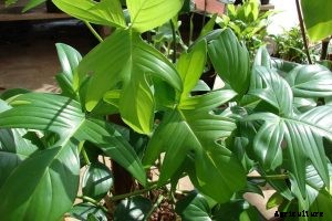 Philodendron Camposportoanum: A Beginner-Friendly Care Guide