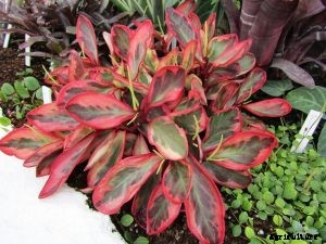 Peperomia Clusiifolia: The Gorgeous, Tricolored Jelly Peperomia