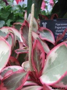 Peperomia Clusiifolia: The Gorgeous, Tricolored Jelly Peperomia