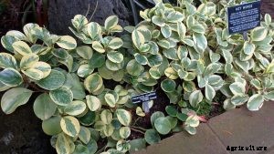 Peperomia Clusiifolia: The Gorgeous, Tricolored Jelly Peperomia