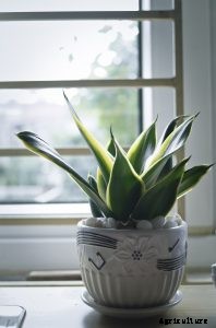 Sansevieria Bantel’s Sensation: The Dazzling Air-Purifier