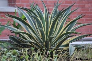 Sansevieria Bantel’s Sensation: The Dazzling Air-Purifier