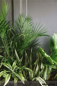 Sansevieria Bantel’s Sensation: The Dazzling Air-Purifier