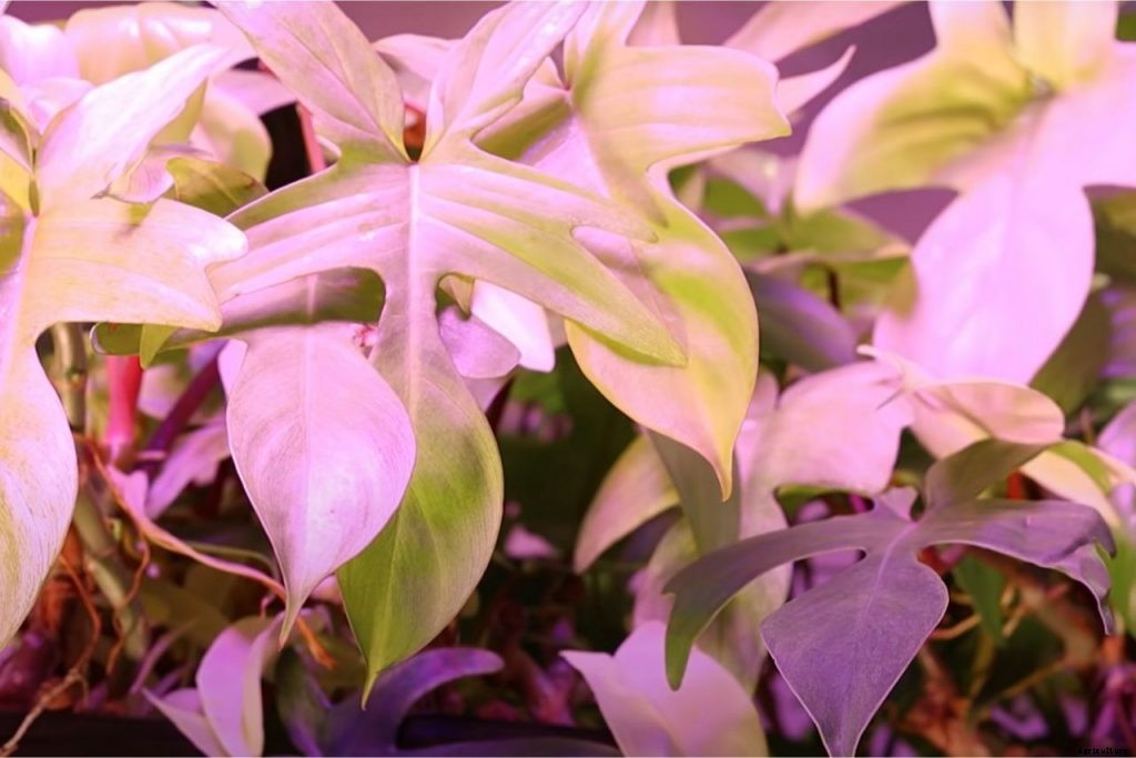Philodendron Florida Ghost: A Stunning Hybrid