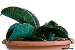 Sansevieria Samurai Care – A Complete Growing Guide