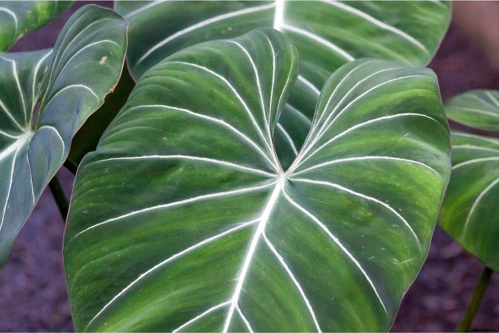 Philodendron Melanochrysum: An Ultimate Growing Guide