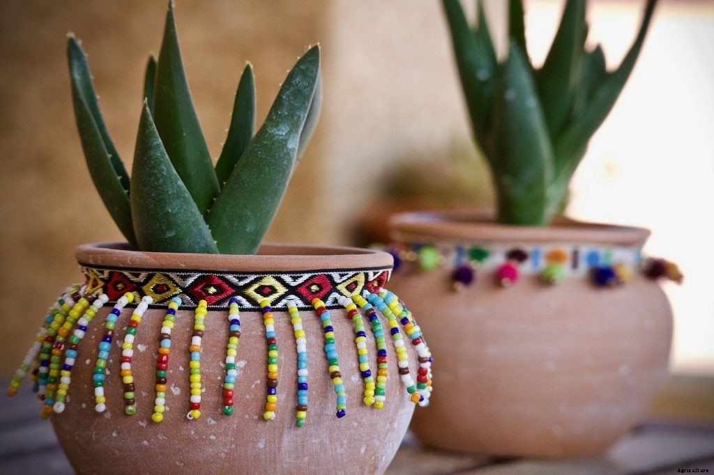 Sansevieria Samurai Care – A Complete Growing Guide