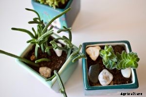 Sansevieria Samurai Care – A Complete Growing Guide