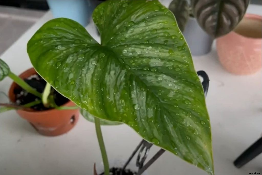 Philodendron Mamei Tropical Plant