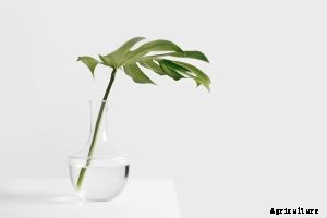 Philodendron Mamei Tropical Plant