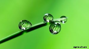 Peperomia Incana – Get the Answers to All Your Questions!