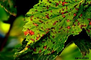 Peperomia Incana – Get the Answers to All Your Questions!