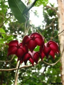 Hoya Macgillivrayi: Grow This Fragrant Exotic Plant in Your Home Garden