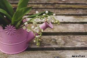 Hoya Macgillivrayi: Grow This Fragrant Exotic Plant in Your Home Garden