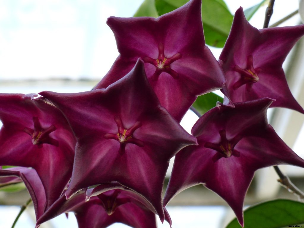 Hoya Macgillivrayi: Grow This Fragrant Exotic Plant in Your Home Garden