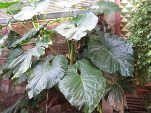 Philodendron Giganteum: A Modest, Breathtaking Colossus