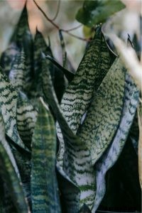 Sansevieria zeylanica – All Information at One Stop!