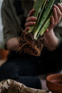 Sansevieria zeylanica – All Information at One Stop!