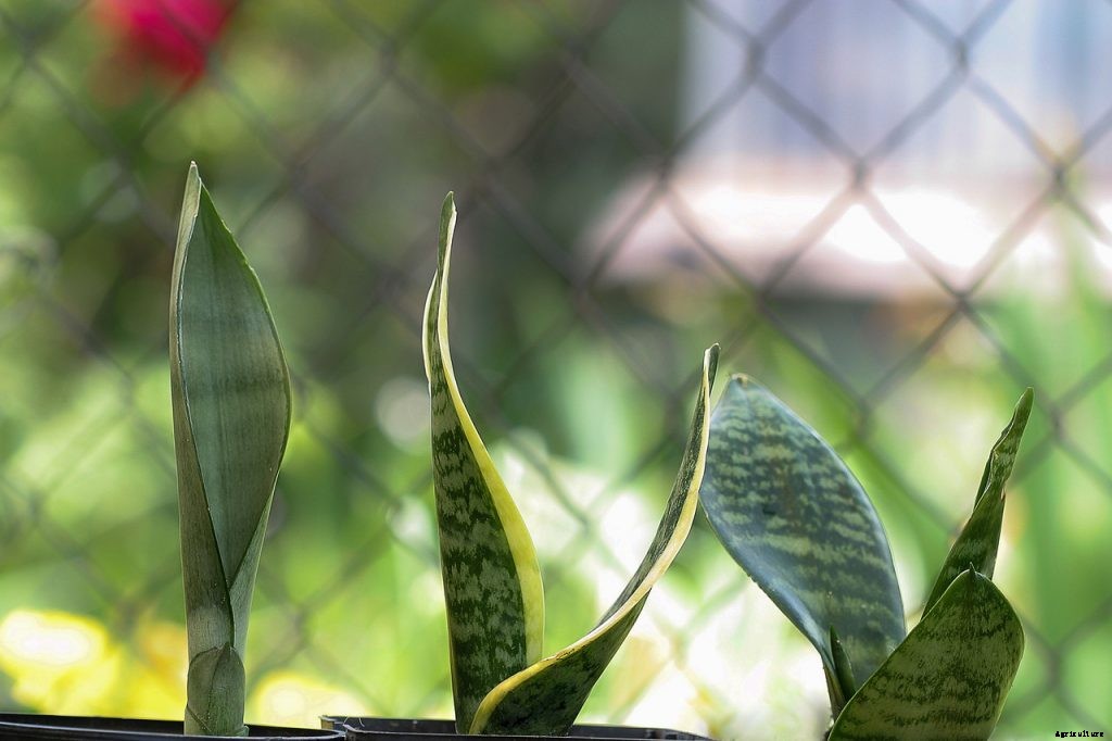Sansevieria zeylanica – All Information at One Stop!