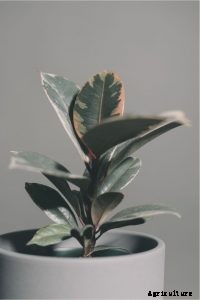 Ficus Altissima Comprehensive Care Guide