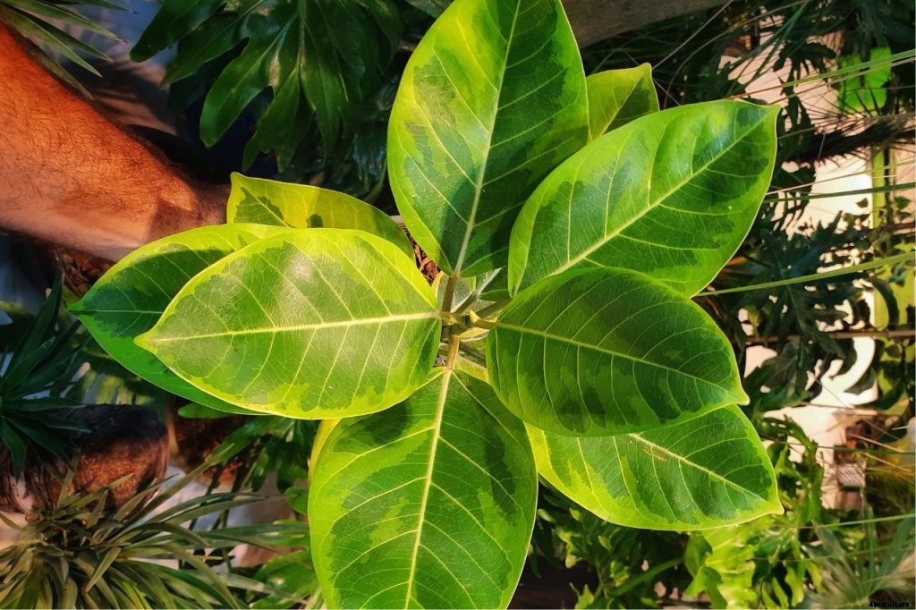 Ficus Altissima Comprehensive Care Guide