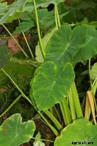 Alocasia Tiny Dancer: A Small Plant of Great Effect