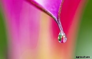Alocasia Tiny Dancer: A Small Plant of Great Effect