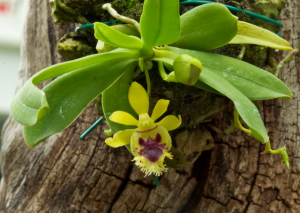 Haraella Retrocalla: A Comprehensive Care Guide