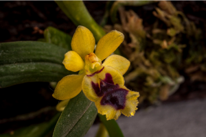 Haraella Retrocalla: A Comprehensive Care Guide