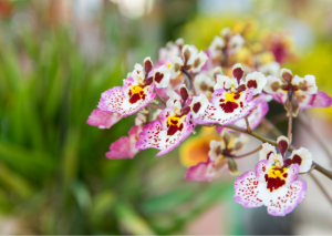 Tolumnia Orchid: Ultimate Care Guide for Amazing Growth