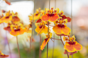 Tolumnia Orchid: Ultimate Care Guide for Amazing Growth