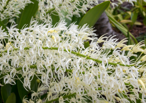 Dendrobium Speciosum: Complete Flower Guide and Care Tips
