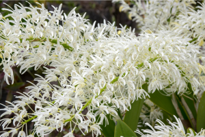 Dendrobium Speciosum: Complete Flower Guide and Care Tips