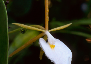 Epidendrum Nocturnum: The Best Grow and Care Guide