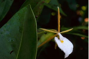 Epidendrum Nocturnum: The Best Grow and Care Guide