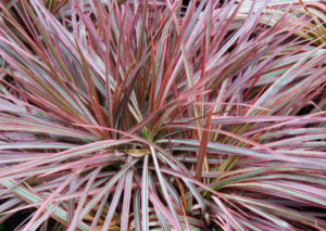 Dracaena Colorama: Plant Guide for Beginners and Experts