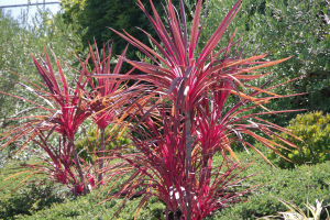 Dracaena Colorama: Plant Guide for Beginners and Experts
