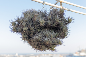 Tillandsia Capitata: The Spectacular Head-Forming Air Plant