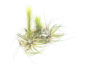 Tillandsia Capitata: The Spectacular Head-Forming Air Plant