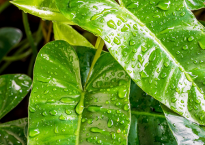 Philodendron Jose Buono: A Rare Variegated Plant That’s Too ‘Bueno’ To Miss