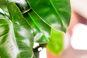 Philodendron Jose Buono: A Rare Variegated Plant That’s Too ‘Bueno’ To Miss