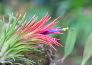 Ionantha Rubra: A Tiny Air Plant Perfect for Beginners