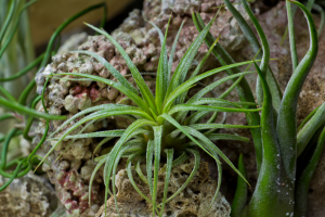 Ionantha Rubra: A Tiny Air Plant Perfect for Beginners
