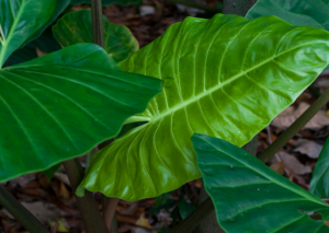 Anthurium Veitchii: An in-Depth Guide for Majestic Growth