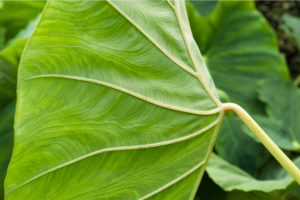 Anthurium Veitchii: An in-Depth Guide for Majestic Growth